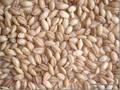 Organic Pearled Barley, Red Millet