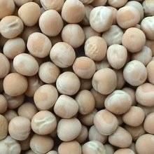 High Quality Pigeon Peas