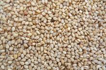 Amaranthus Seed, Dill Seed, Peanut, Oats,