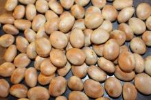 Dried Jackfruit Seed