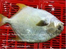  FROZEN   GOLDEN  POMPANO  FISH 