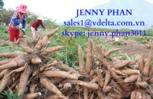  TAPIOCA   STARCH  -  VIETNAM  ORIGIN
