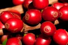 Coffee  Robusta 