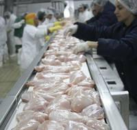 Cheap Clean Halal Frozen Chicken Paws, CHICKEN WINGS, CHICKEN LEG WHOLE FROZEN CHICKEN FEET!!! TOP