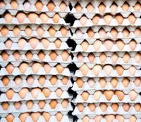 Fresh Chicken Table Eggs/Fresh Chicken Hatching EGGS At Good Prices