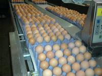 Fresh Chicken Table Eggs/Fresh Chicken Hatchieeeeng EGGS At Good Prices