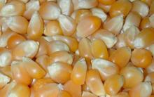 Yellow Maize, Dried Yellow  Corn ,  Popcorn , White  Corn 