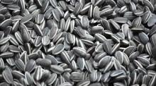 Sunflower Seeds, Sunflower Oil, Sun Flower Seeds