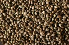 Hemp seeds, Hemp Powder Hemp Oil