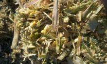 High quality CORN SILAGE for  dairy   cow , beef  cow ,  cattle  feed