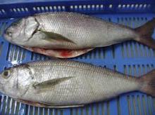 Horse Mackerel Fish