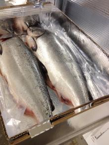 WHOLE   FROZEN   SALMON  FISH
