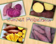 Sweet Potato Best Quality