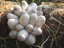 Vietnam salted straw mushroom in plastic drum 120kg drained weight , good at quality