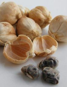 Cardamon
