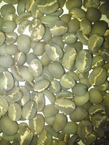 Luwak green bean coffee