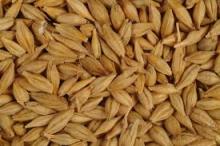 Good Quality Barley