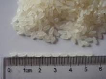 Calrose Rice