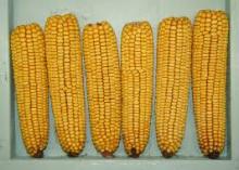 good quality Corn