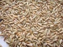 Rye Good quality