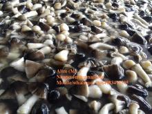 PADDY STRAW MUSHROOM