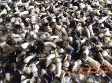 BRINED PADDY STRAW MUSHROOM