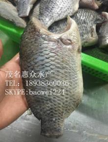 Frozen Cleaned Tilapia Gutted Scaled Gilled Fins off Half Tail off GGS