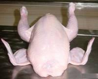 TOP Brazilian Quality Halal Frozen Whole Chicken and Parts / Gizzards / Thighs / Feet / Paws / Drums