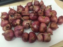 CHEAP PRICE -GOOD QUALITY - FRESH   SHALLOT 
