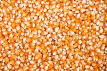  MAIZE  ( CORN )