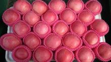 2016 fresh red fuji apple fruit for sale