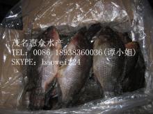 whole round black tilapia from maoming