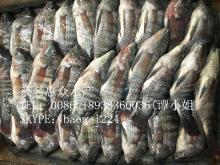 Black tilapia oreochromis niloticus