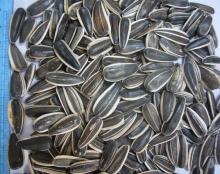 premium grade A Sunflower seeds