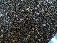 Chia seed