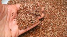 Grade A Flax Seeds / Linseeds Available