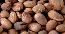 shea nuts