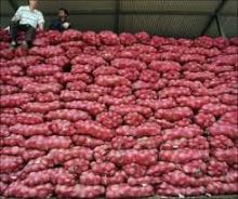 Red onion