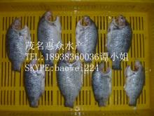 FISH TILAPIA FROZEN FULLY CLEANED
