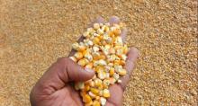 Corn seeds