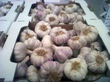 GARLICS