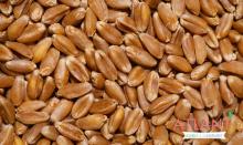  MILLING   WHEAT  Ports of Russia,  Ukraine  & Kazakhstan