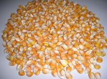 YELLOW CORN Ports of Russia, Ukraine & Kazakhstan