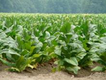 High Quality Natural  Tobacco   Leaf  Hot Selling