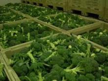 High quality organic Broccoli