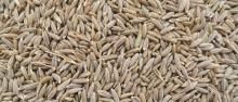 High Quality Cumin Seed / Black Cumin Seed