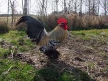 Chickens Breeds