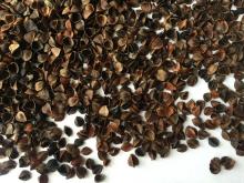 Organic  Buckwheat   hulls 