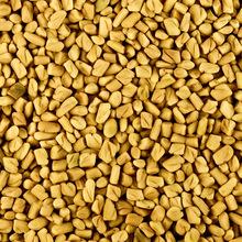 High Quality  Fenugreek  seed New Crop