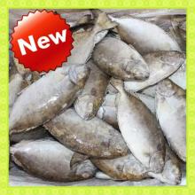 frozen seafood IQF 4-6pcs/kg whole round/headless rabbit fish (Siganus Canaliculatus)
